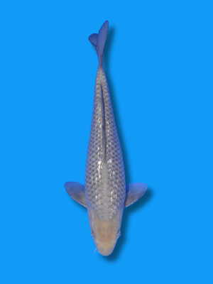 Ginrin Soragoi | Koi&Co.